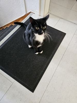 Harro, EKH und Hauskatze - Kater
