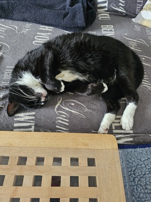 Harro, EKH und Hauskatze - Kater