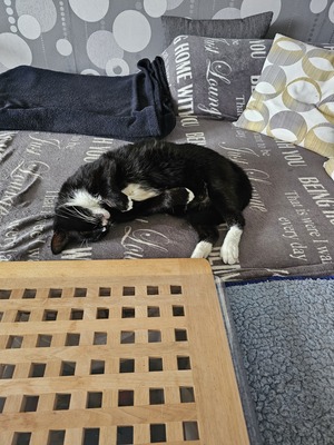 Harro, EKH und Hauskatze - Kater