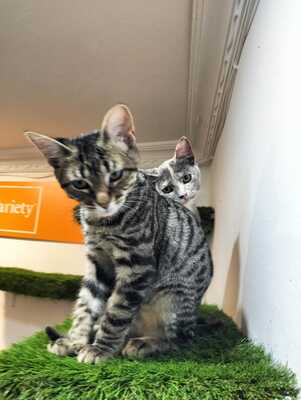 Harry und Sally suchen gemeinsam ein neues Zuhause (als Wohnungskatzen), Mischling Jungtier - Kater
