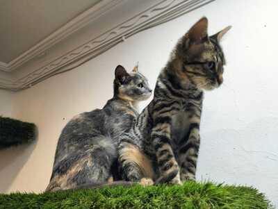 Harry und Sally suchen gemeinsam ein neues Zuhause (als Wohnungskatzen), Mischling Jungtier - Kater