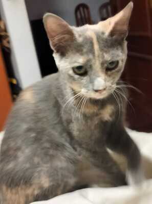 Harry und Sally suchen gemeinsam ein neues Zuhause (als Wohnungskatzen), Mischling Jungtier - Kater