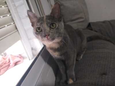 Harry und Sally suchen gemeinsam ein neues Zuhause (als Wohnungskatzen), Mischling Jungtier - Kater