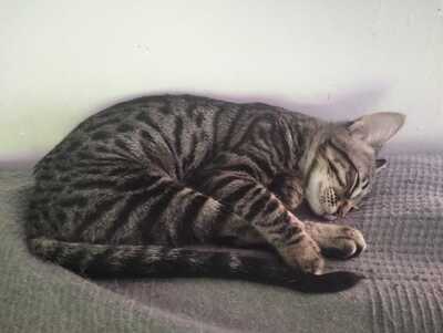 Harry und Sally suchen gemeinsam ein neues Zuhause (als Wohnungskatzen), Mischling Jungtier - Kater