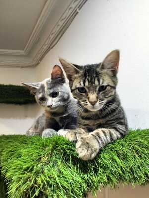 Harry und Sally suchen gemeinsam ein neues Zuhause (als Wohnungskatzen), Mischling Jungtier - Kater