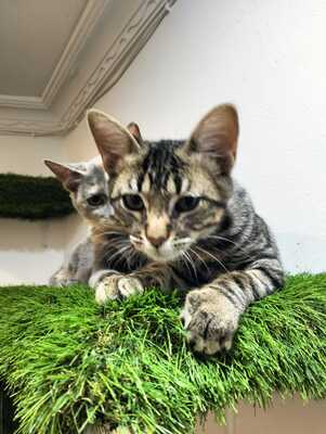 Harry und Sally suchen gemeinsam ein neues Zuhause (als Wohnungskatzen), Mischling Jungtier - Kater