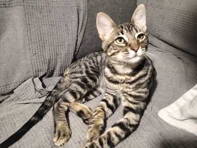 Harry und Sally suchen gemeinsam ein neues Zuhause (als Wohnungskatzen), Mischling Jungtier - Kater