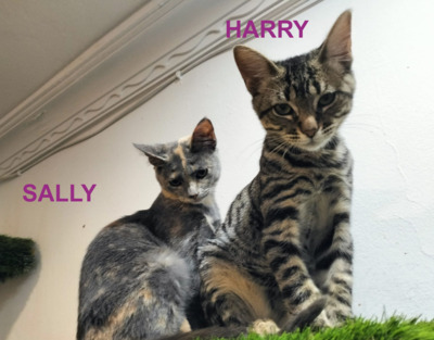 Harry und Sally suchen gemeinsam ein neues Zuhause (als Wohnungskatzen), Mischling Jungtier - Kater