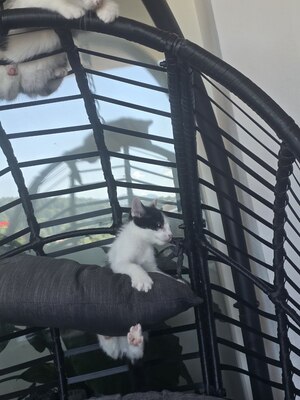 Haus Katze Jungtier - Kater
