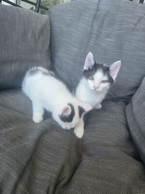 Haus Katze Jungtier - Kater