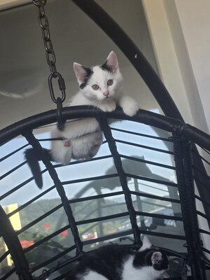 Haus Katze Jungtier - Kater