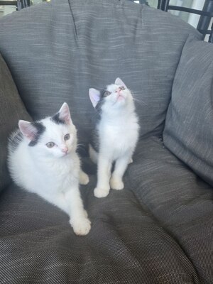 Haus Katze Jungtier - Kater