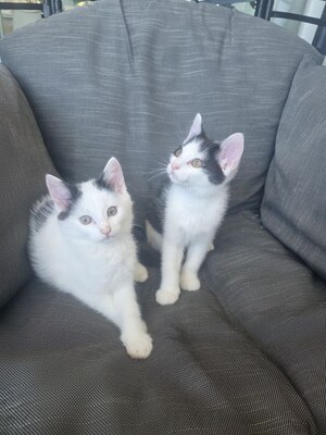 Haus Katze Jungtier - Kater