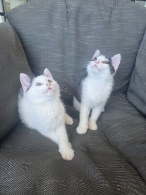Haus Katze Jungtier - Kater