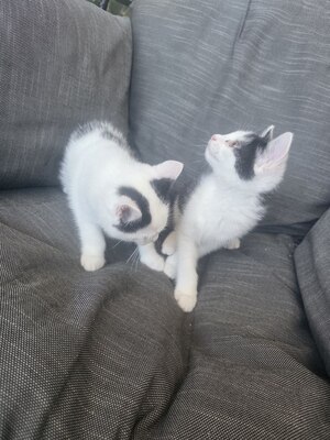 Haus Katze Jungtier - Kater