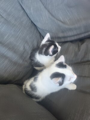 Haus Katze Jungtier - Kater