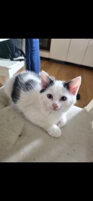 Haus Katze Jungtier - Kater