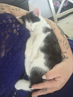 Haus Katze Jungtier - Kater