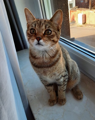 Haus Katze Jungtier - Katze