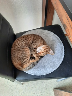 Haus Katze Jungtier - Katze