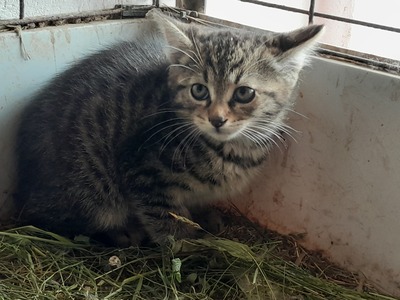 Hauskätzchen - Katze