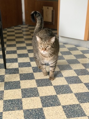 Hauskater Tiger sucht eine liebevolle Familie, Bauernhof mischling - Kater