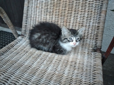 Hauskatze Jungtier - Kater