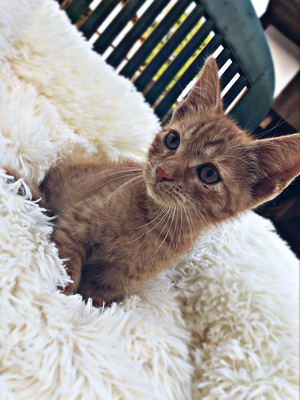 Hauskatze Jungtier - Kater