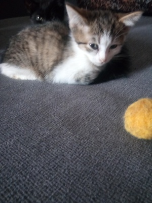 Hauskatze Jungtier - Kater