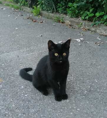 Hauskatze Jungtier - Kater