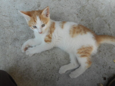 Hauskatze Jungtier - Kater