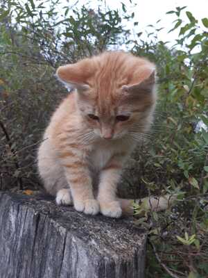 Hauskatze Jungtier - Kater
