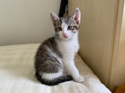 Hauskatze Jungtier - Kater