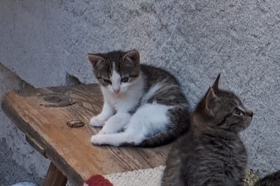 Hauskatze Jungtier - Kater