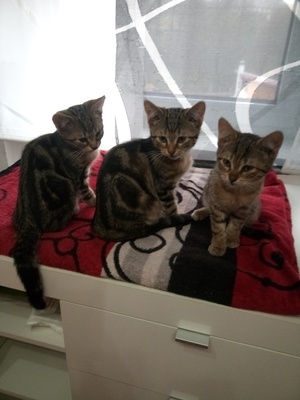 Hauskatze Jungtier - Kater