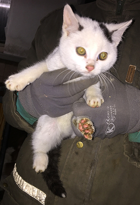 Hauskatze Jungtier - Kater