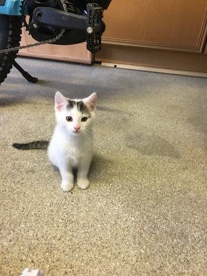 Hauskatze Jungtier - Kater