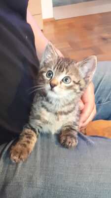 Hauskatze Jungtier - Kater