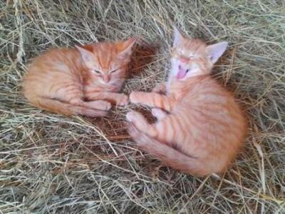 Hauskatze Jungtier - Kater