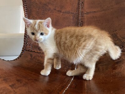 Hauskatze Jungtier - Kater