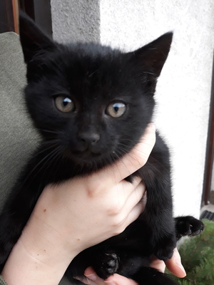 Hauskatze Jungtier - Kater