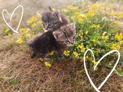 Hauskatze Jungtier - Kater