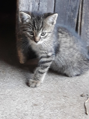 Hauskatze Jungtier - Kater