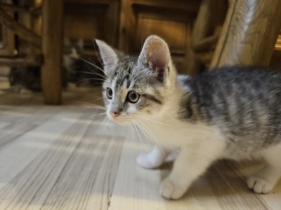 Hauskatze Jungtier - Kater