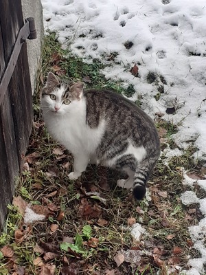 Hauskatze Jungtier - Kater