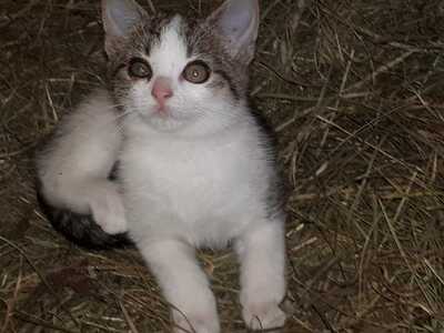 Hauskatze Jungtier - Katze