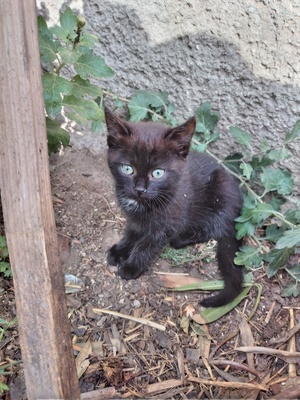 -, Hauskatze Jungtier - Katze