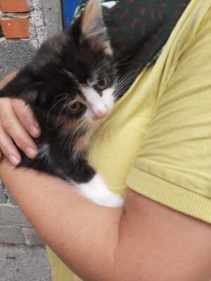 Hauskatze Jungtier - Katze