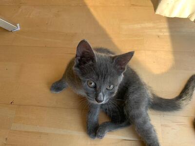 Hauskatze Jungtier - Katze