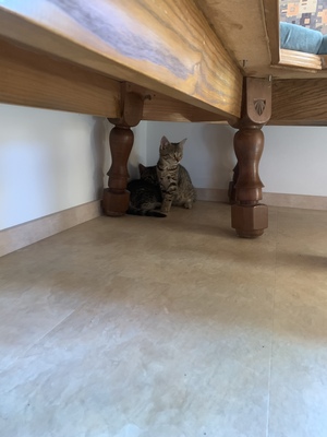 Hauskatze Jungtier - Katze